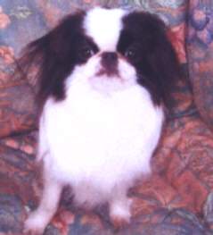 chelsea.jpg (8117 bytes)